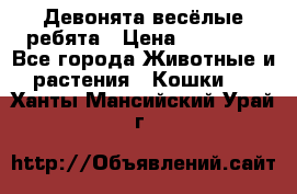 Девонята весёлые ребята › Цена ­ 25 000 - Все города Животные и растения » Кошки   . Ханты-Мансийский,Урай г.